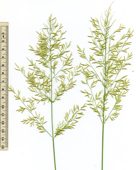  Eragrostis lehmanniana